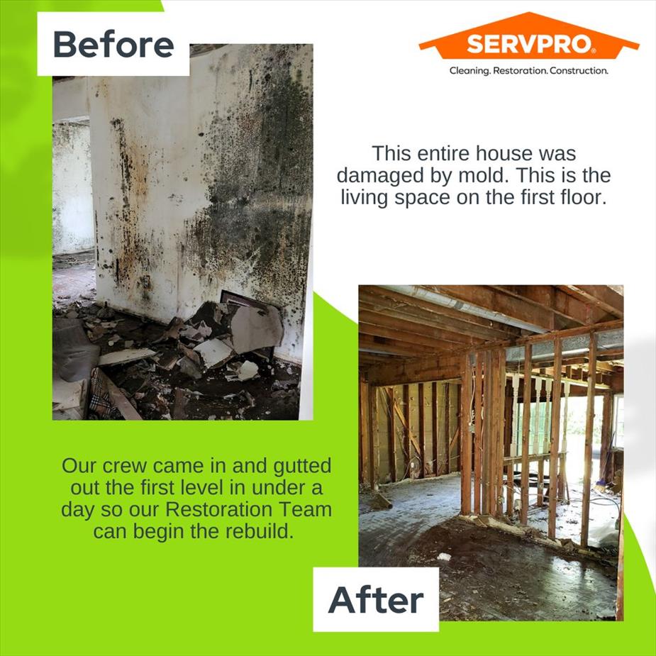 before & after mold gutting
